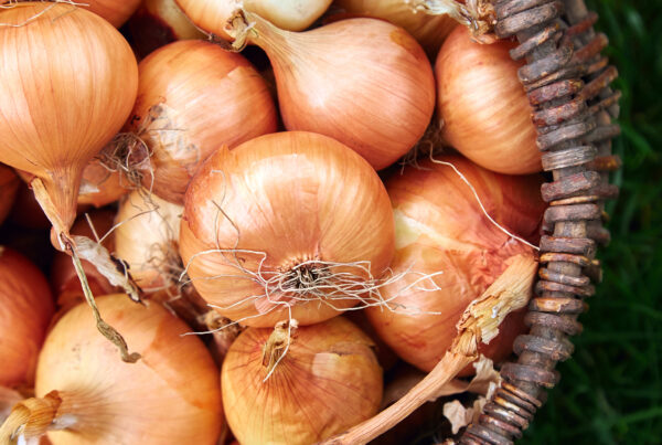 zdjęcie główne_ cebula a nadwaga, pcos i cholesterol
